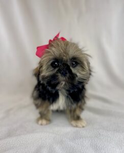 ShihApso puppy