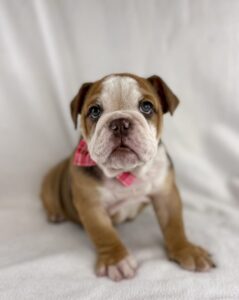 English Bulldog puppy