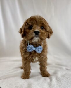 Cavapoo puppy