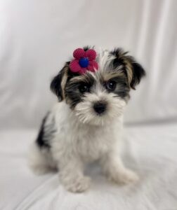 Morkie puppy