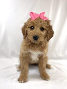 Medium Goldendoodle puppy