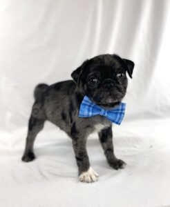 Pug puppy