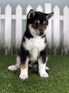 Shiba Inu puppy