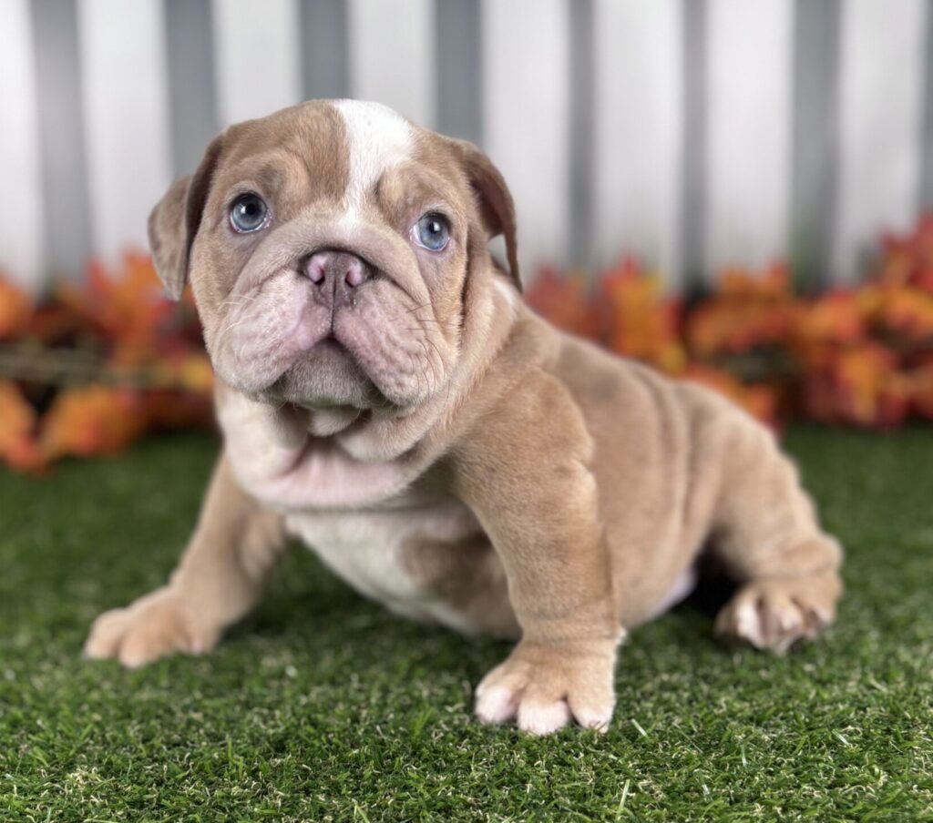 Tito