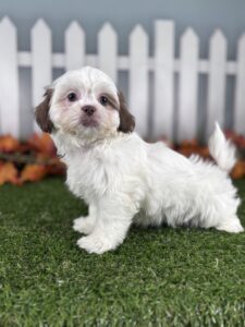 Shih Tzu puppy