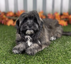 Teddy Bear puppy