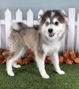 Pomsky puppy