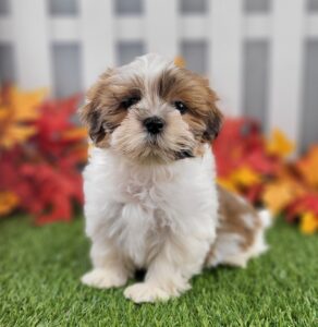 Lhasa Apso puppy