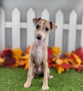 Italian Greyhound puppy