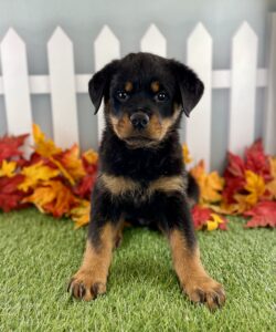 Rottweiler puppy