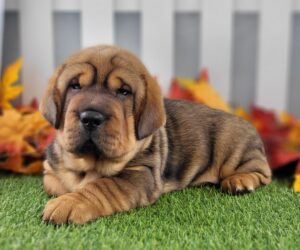 Walrus puppy