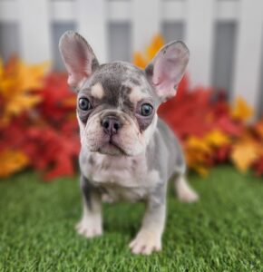French Bulldog puppy