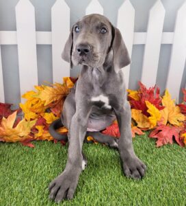 Great Dane puppy