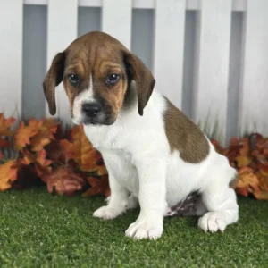 Freagle puppy