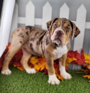 Beabull puppy