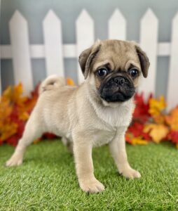 Pug puppy