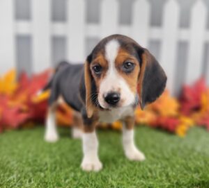 Beagle puppy