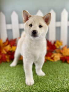 Shiba Inu puppy