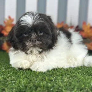 Shih Tzu puppy