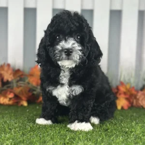 Miniature Goldendoodle puppy