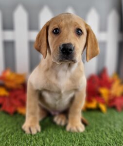 Labrador Retriever puppy