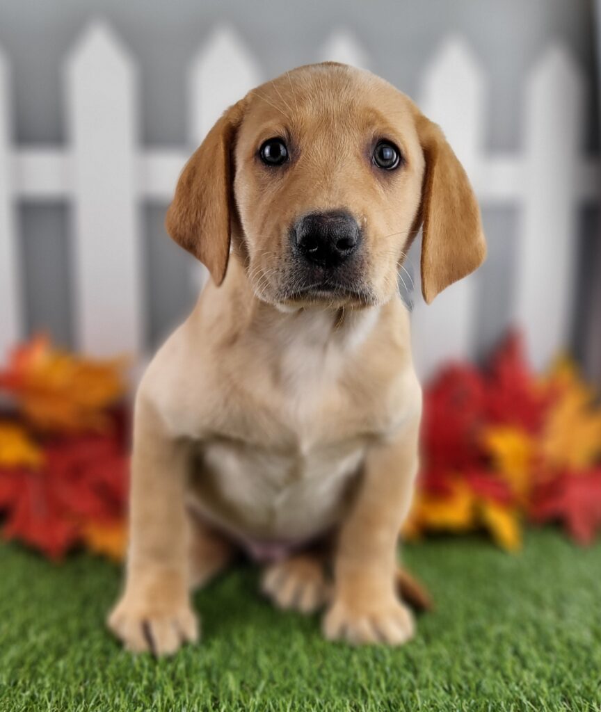 Wesson