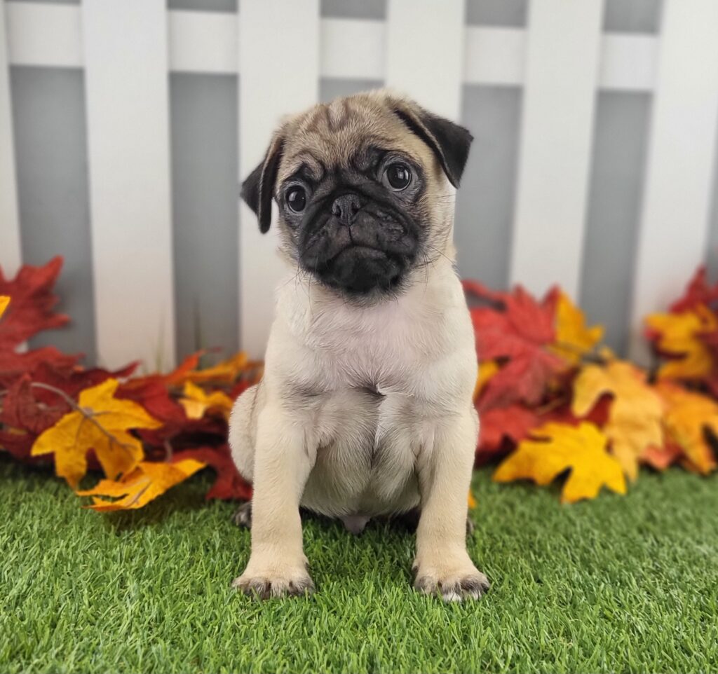 Wiggles