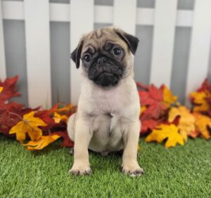 Pug puppy