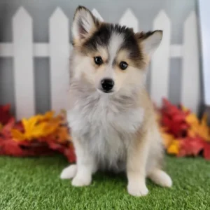 Pomsky puppy