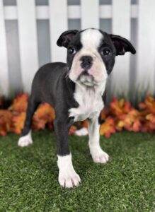 Boston Terrier puppy