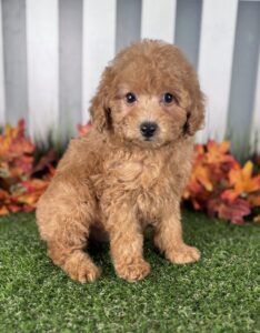 Miniature Poodle puppy