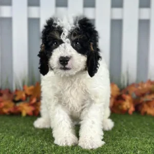 Miniature Bernadoodle puppy