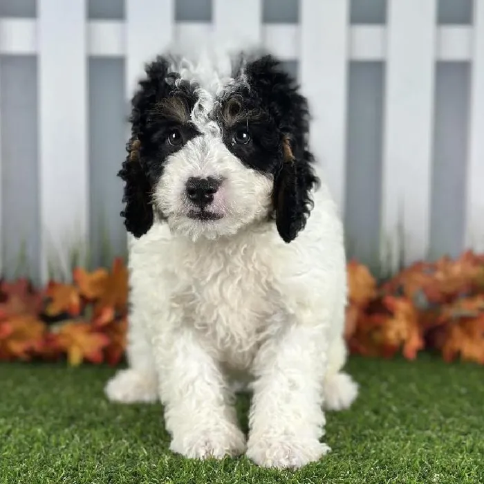 Oreo