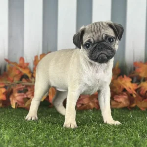 Pug puppy