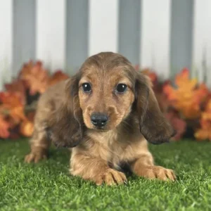 Miniature Dachshund puppy