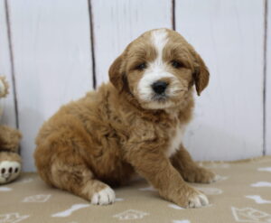 Medium Goldendoodle puppy