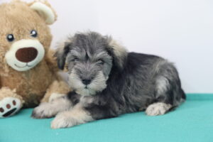 Miniature Schnauzer puppy
