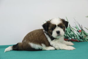 Shih Tzu puppy