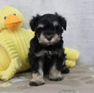 Miniature Schnauzer puppy