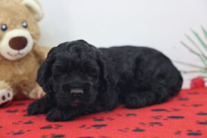 Cocker Spaniel puppy