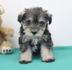 Miniature Schnauzer puppy