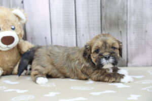 Lhasa Apso puppy