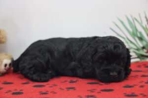 Cocker Spaniel puppy