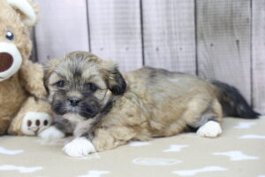 Lhasa Apso puppy