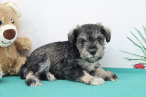 Miniature Schnauzer puppy