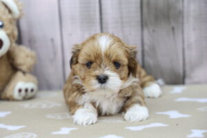 Lhasa Apso puppy