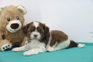 Shih Tzu puppy