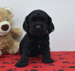 Cocker Spaniel puppy