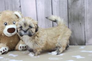 Lhasa Apso puppy