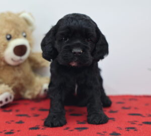 Cocker Spaniel puppy